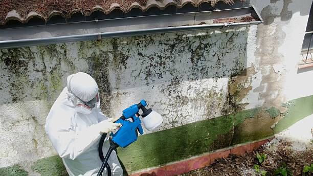 Top rated local Mold Remediation specialists in Martinsville, IL